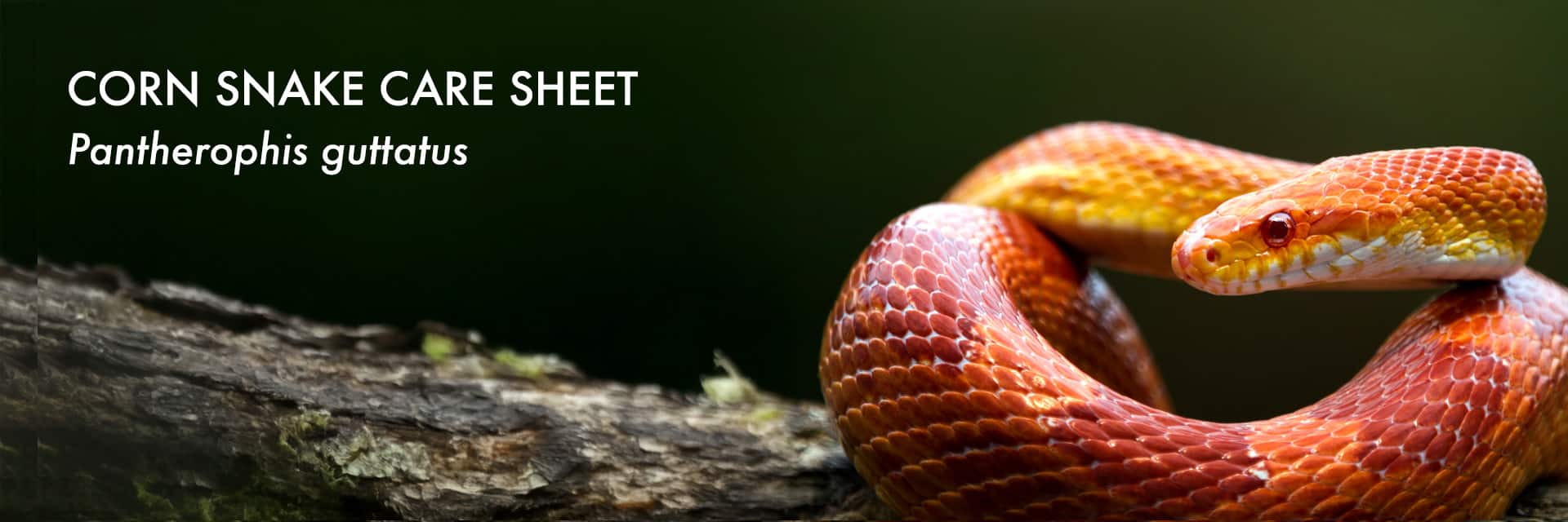 Corn Care Sheet - detailed guide for Pantherophis guttatus