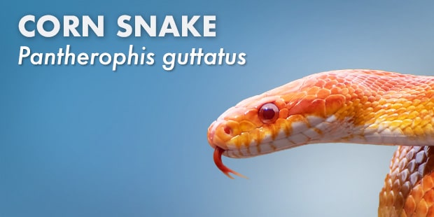 Corn Snake Care Sheet