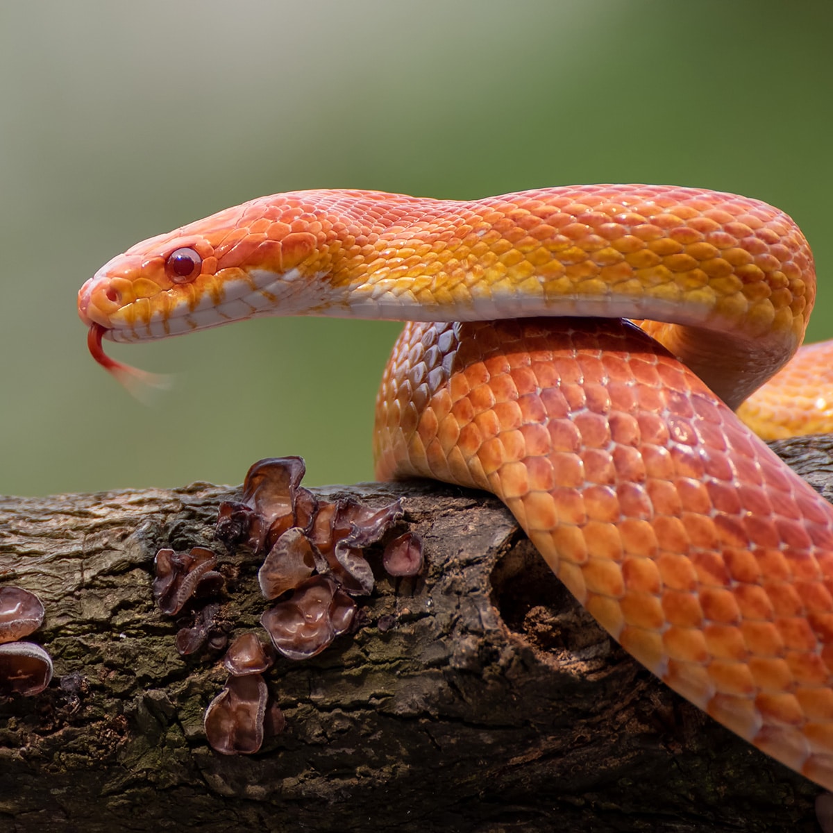 Corn Snake - Pantherophis guttatus