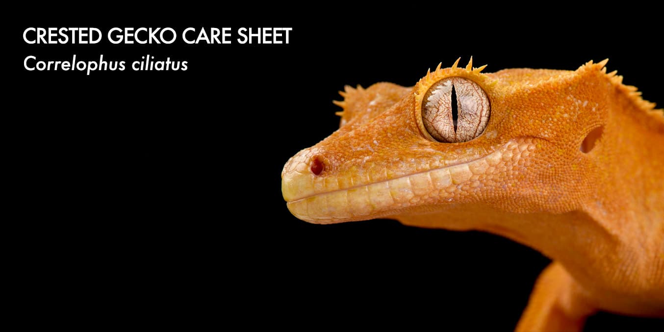 Crested Gecko Care Sheet - detailed guide for Correlophus ciliatus