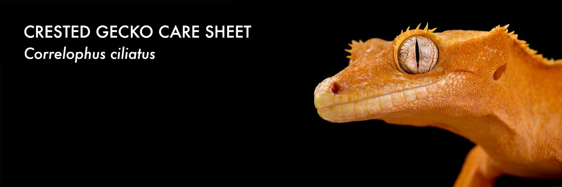 Crested Gecko Care Sheet - detailed guide for Correlophus ciliatus