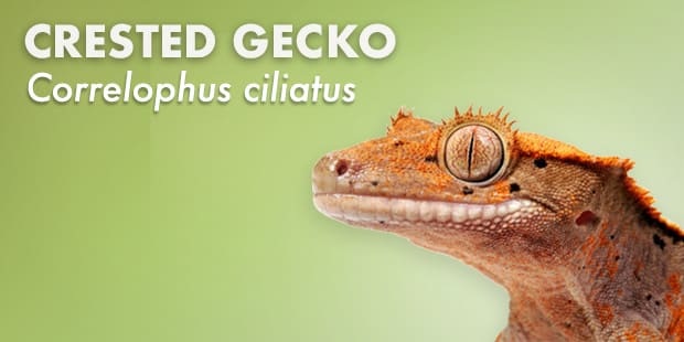 Crested Gecko Care Sheet