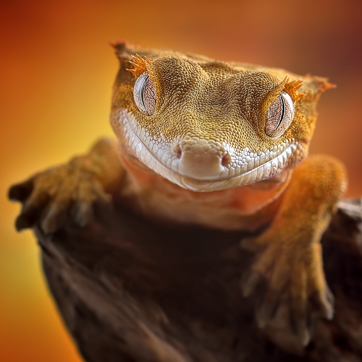 Crested Gecko Correlophus ciliatus