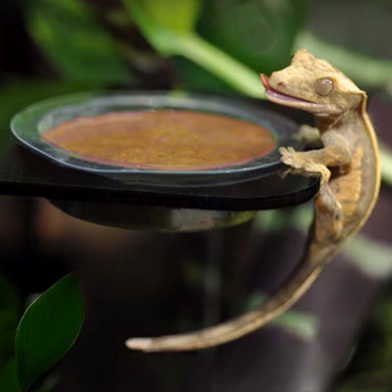 Crested Gecko Care Sheet: Housing, Feeding, Heating & Health