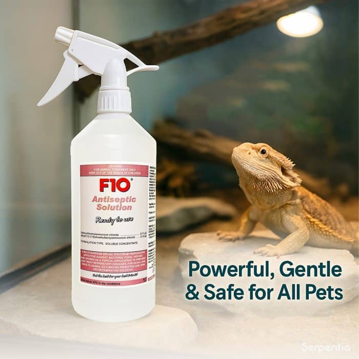 F10 Antiseptic Solution Ready to Use Spray beside a bearded dragon, showing safe use for reptiles and small pets