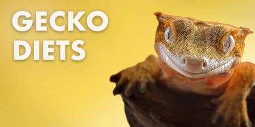 Crested Gecko Foods