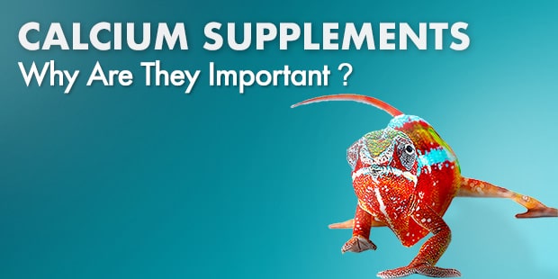 Why Calcium Supplements are important for your reptiles health.