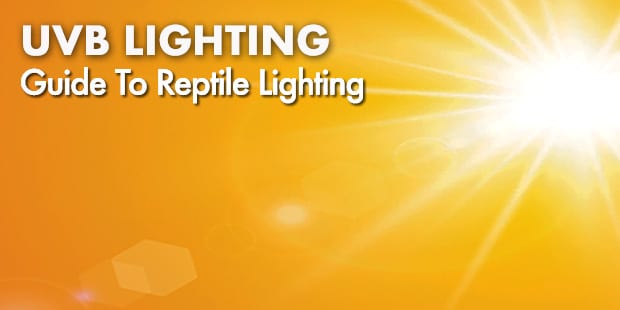 Detailed guide explaining the types of UVB lighting for reptiles and the role of UVB in longterm reptile health and welfare.
