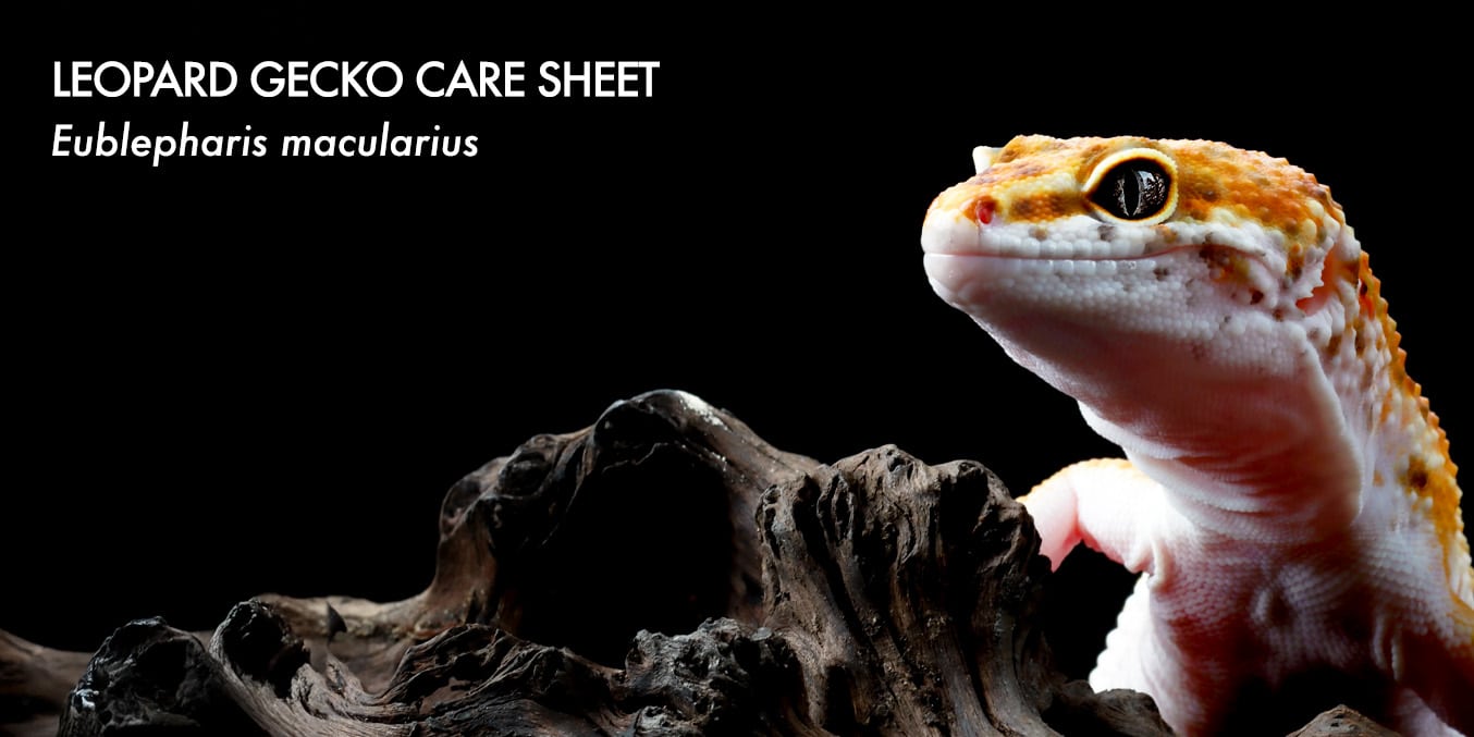 Leopard Gecko Care Sheet - detailed guide for Eublepharis macularius