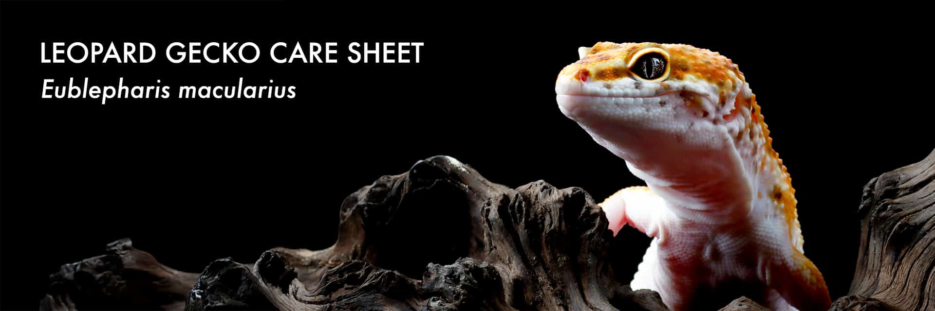 Leopard Gecko Care Sheet - detailed guide for Eublepharis macularius