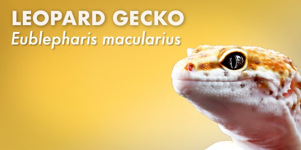 Leopard Gecko Care Sheet
