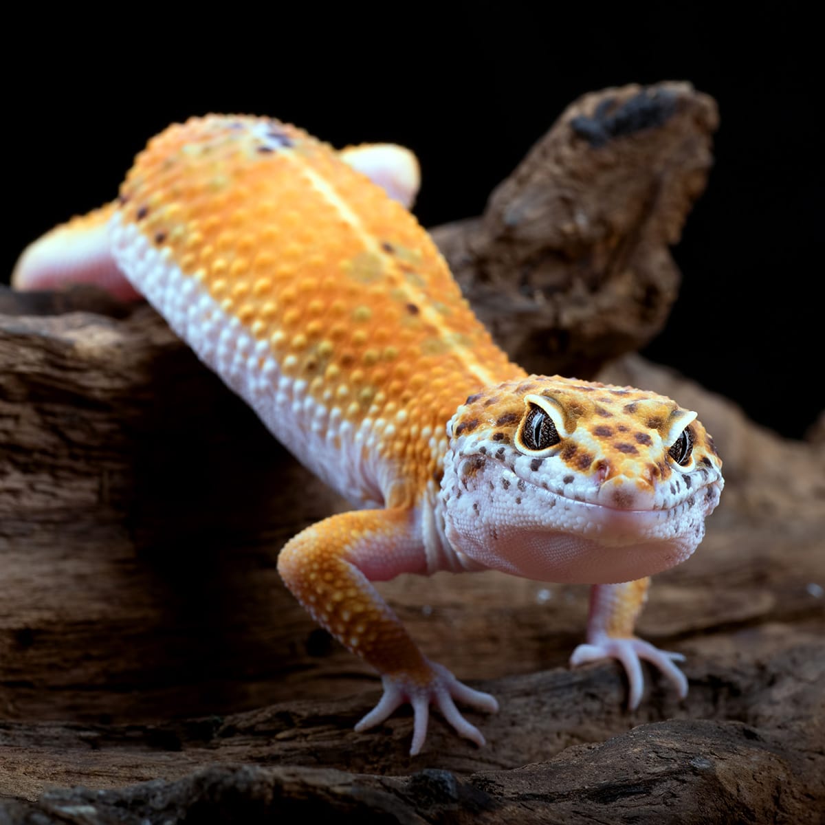 Leopard Gecko climbing over a log
