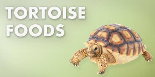 Tortoise Foods