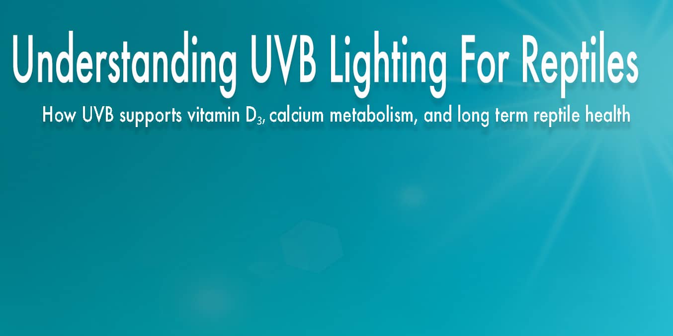 How UVB supports vitamin D3, calcium metabolism, and long-term reptile health