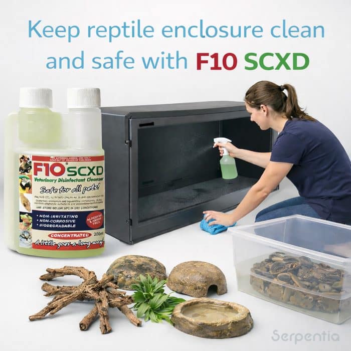 Cleaning a reptile vivarium using F10 SCXD disinfectant cleanser