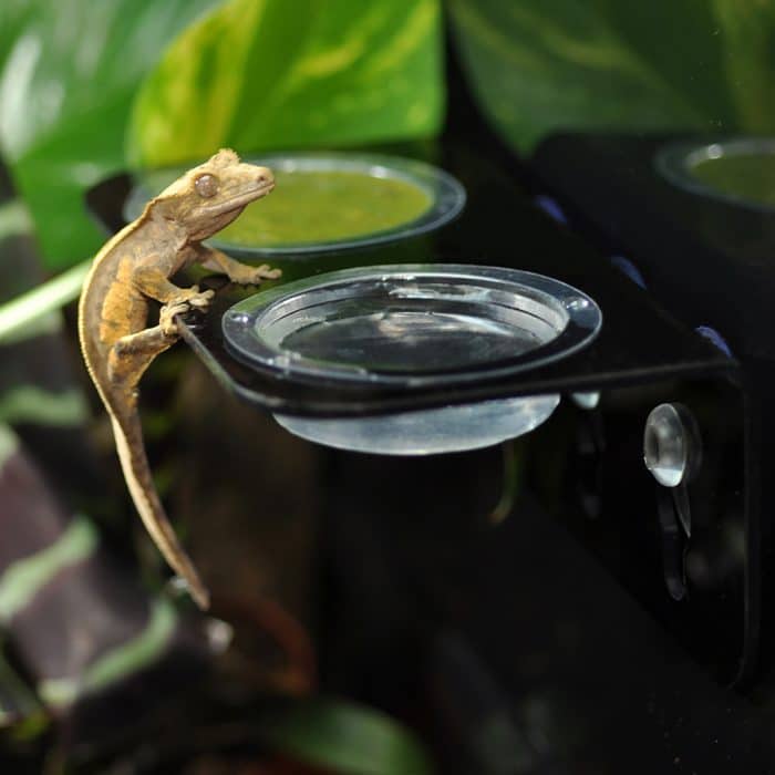 HabiStat double gecko feeding ledge mounted inside a glass terrarium with crested gecko perched on ledge ready to eat gecko food.
