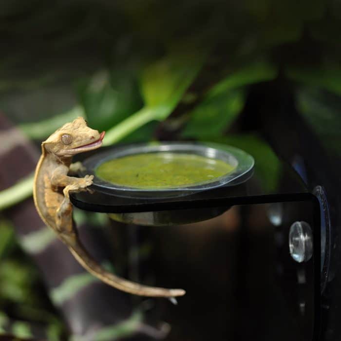 HabiStat single gecko feeding ledge mounted inside a glass terrarium with crested gecko perched on ledge ready to eat gecko food.