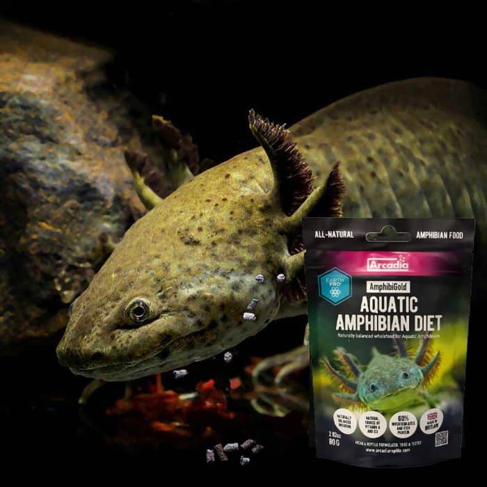Axolotl feeding on Arcadia AmphibiGold aquatic amphibian diet pellets in an aquarium environment