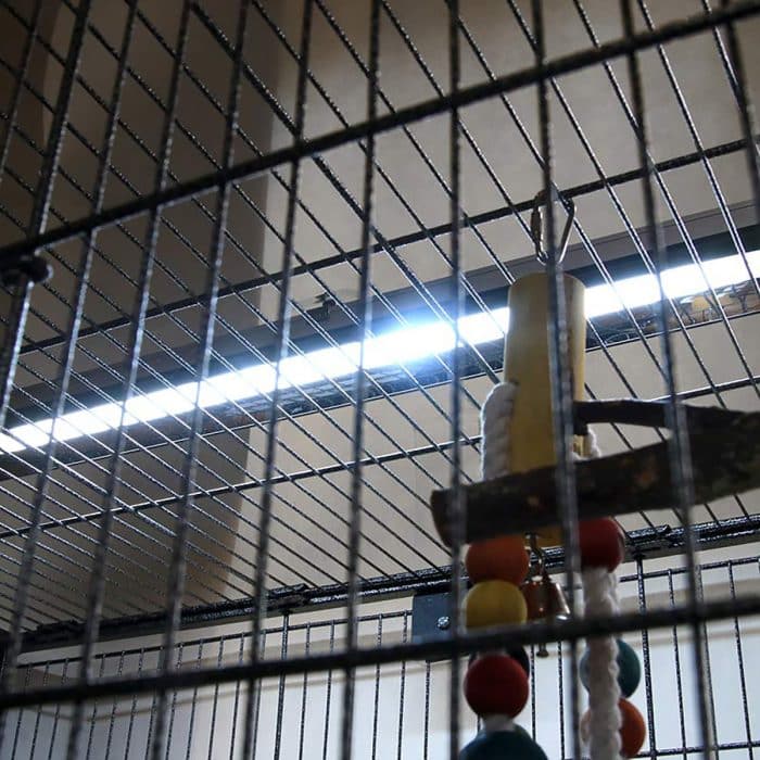 Arcadia PureSun bird lamp providing UVB lighting inside a bird cage