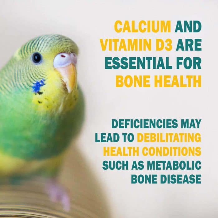 Calcium and vitamin D3 deficiency infographic showing bone health importance in birds