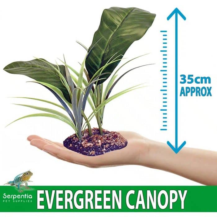 Artificial Evergreen Canopy vivarium plant 35cm height shown in hand for size reference
