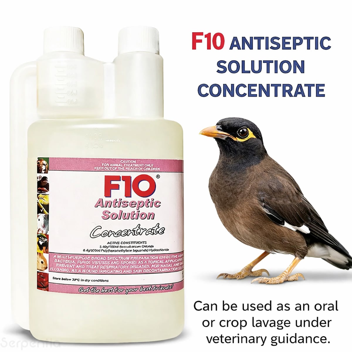 F10 Antiseptic Solution Concentrate 1L suitable for avian oral or crop lavage under veterinary guidance