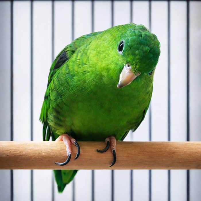 Pet bird perched in cage benefiting from full spectrum UVB lighting