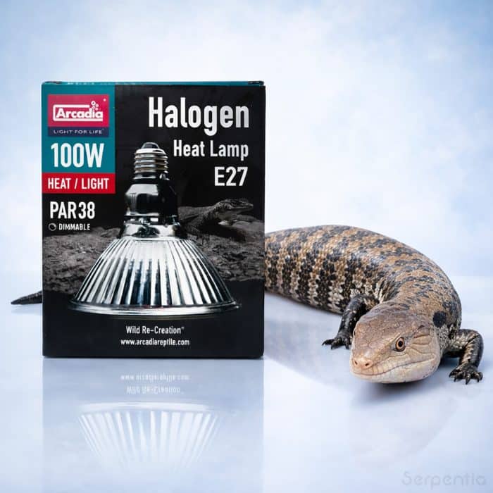 Arcadia Halogen Heat Lamp 100W E27 reptile basking bulb with blue tongue skink