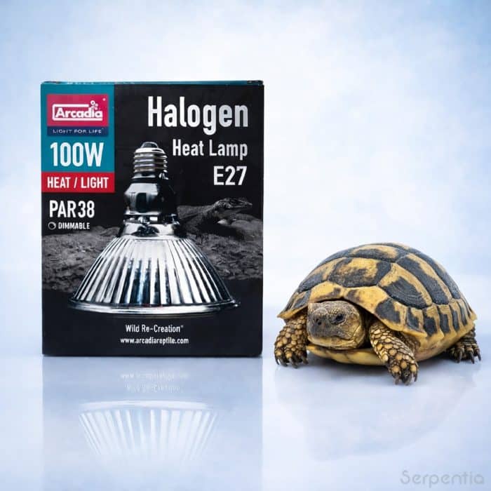 Arcadia Halogen Heat Lamp 100W E27 reptile basking bulb with Hermann's tortoise