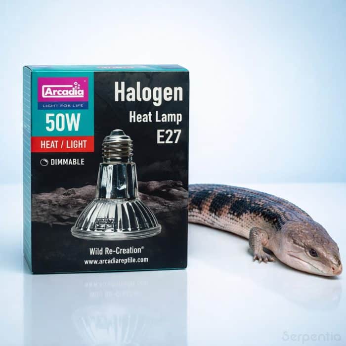 Arcadia Halogen Heat Lamp 50W E27 reptile basking bulb with blue tongue skink