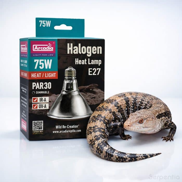 Arcadia Halogen Heat Lamp 75W E27 reptile basking bulb with blue tongue skink