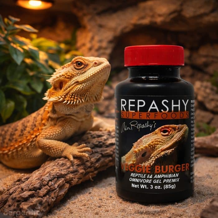 Repashy Veggie Burger 85g reptile omnivore gel food premix with bearded dragon in vivarium habitat