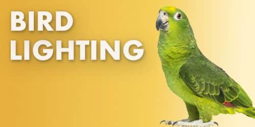 Bird Lighting