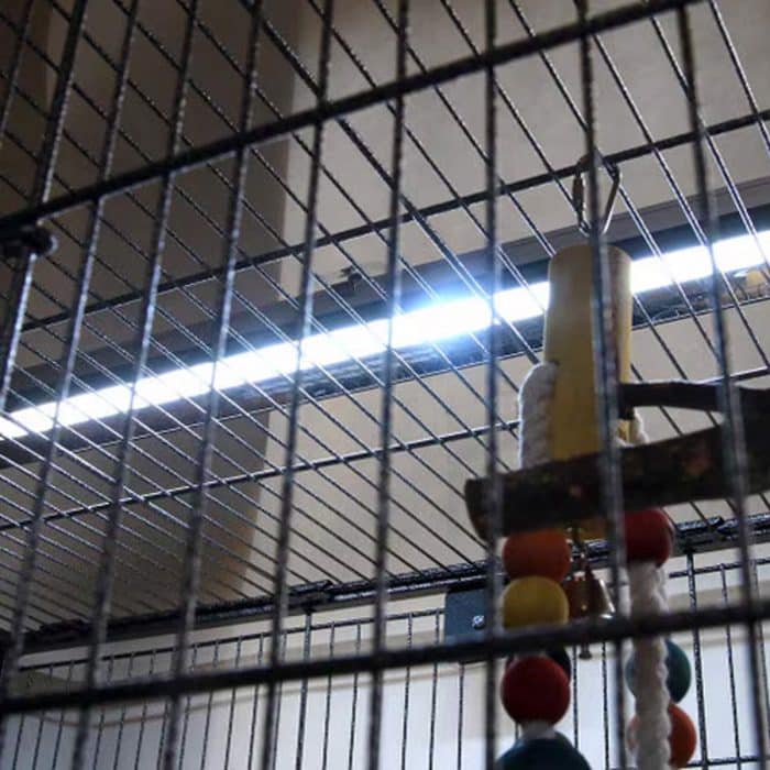 Inside view of Arcadia PureSun Midi 14W bird lighting kit illuminating a bird cage