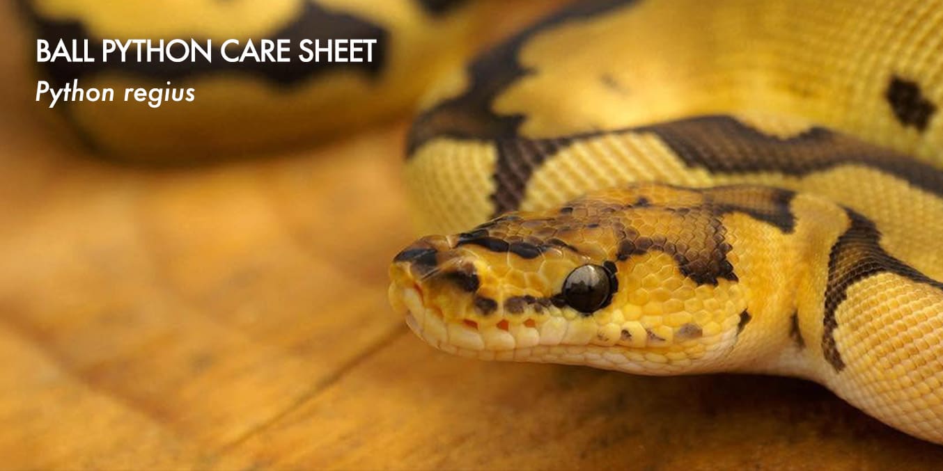Corn Care Sheet - detailed guide for Pantherophis guttatus