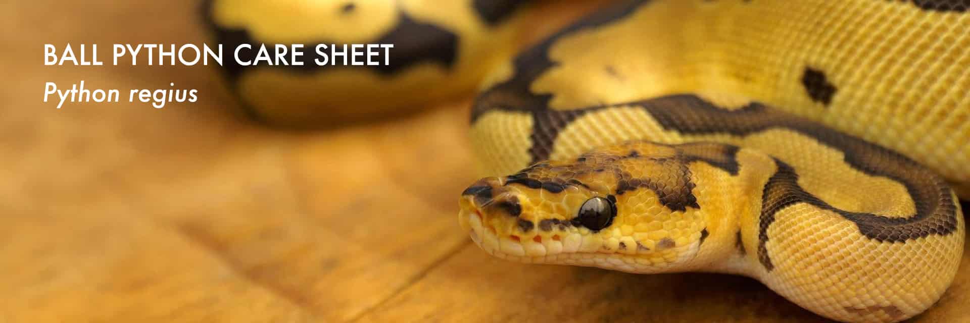 Corn Care Sheet - detailed guide for Pantherophis guttatus