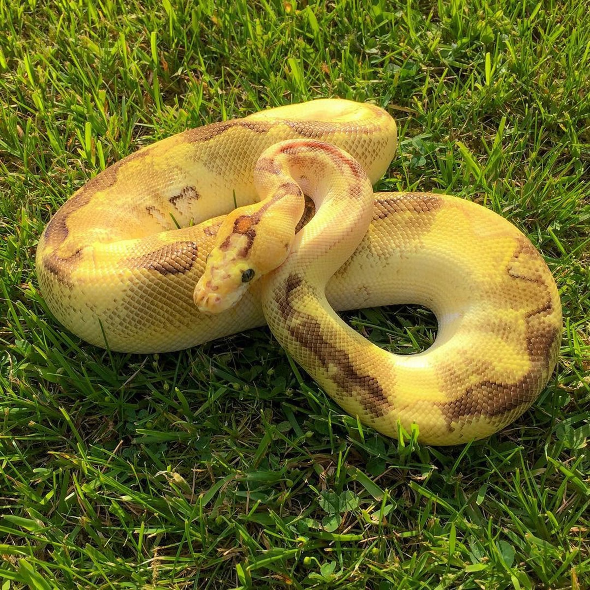 Corn Snake Handling