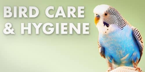 Bird Care & Hygiene