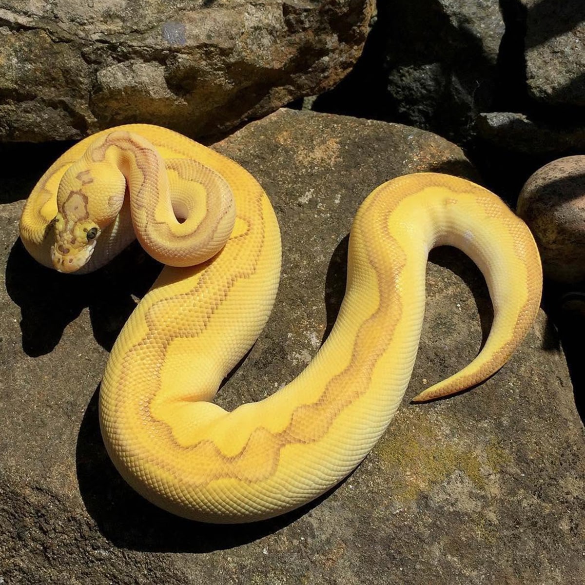 Corn Snake - Pantherophis guttatus
