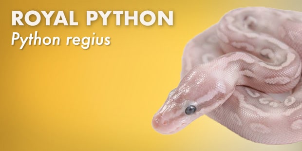 Bearded Dragon Care Guide