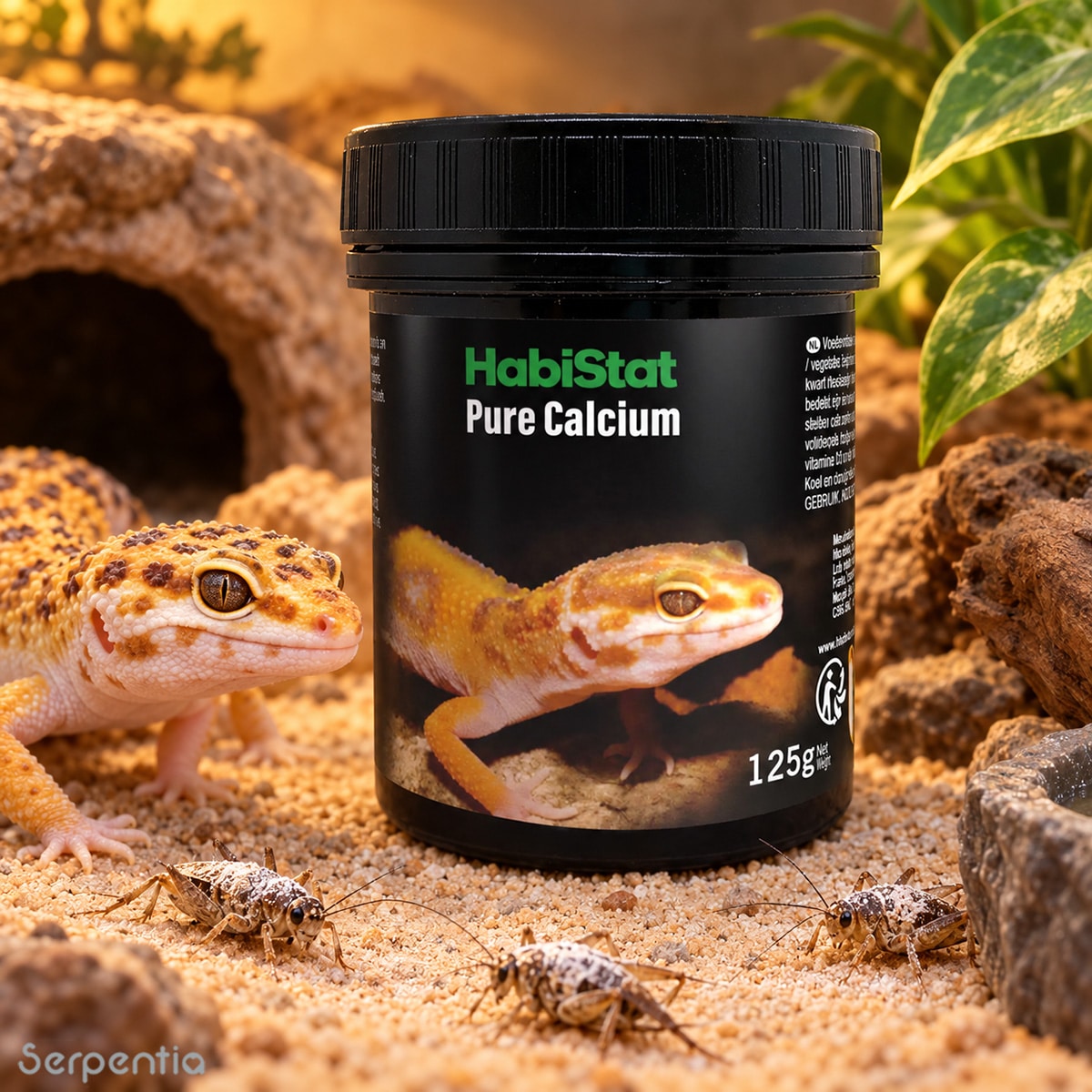 HabiStat Pure Calcium 125g with leopard gecko and feeder insects