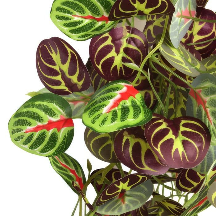 Close-up of the green, burgundy and red leaves on the HabiStat Autumn Apple hanging vine
