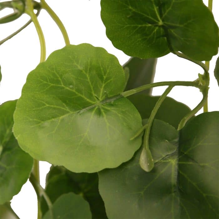Close-up of the green leaves on the HabiStat Begonia hanging vine
