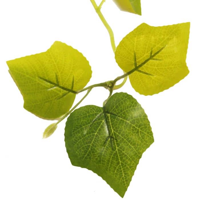 Close-up of the green leaves on the HabiStat Greenery Grape hanging vine