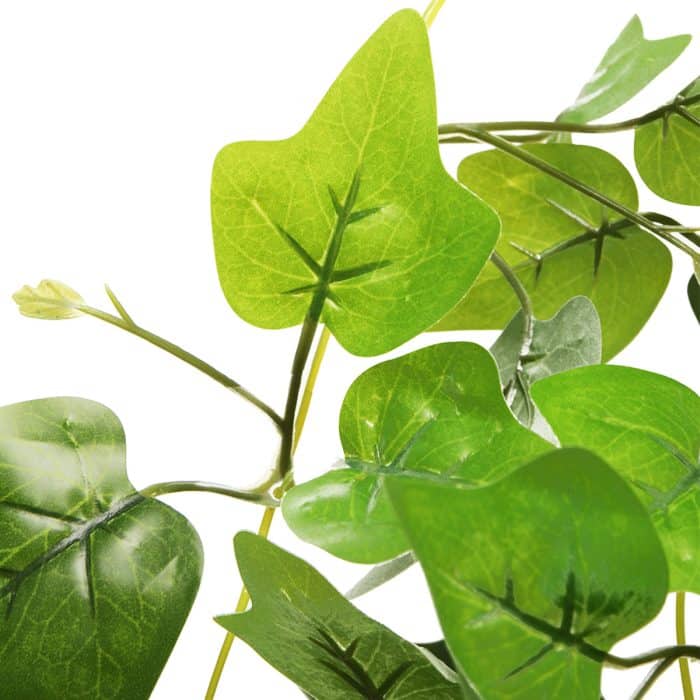 Close-up of the green leaves on the HabiStat Sweet Potato hanging vine
