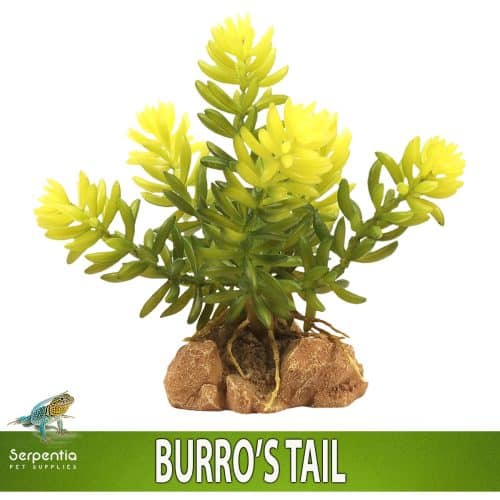 Zoo Med Naturalistic Desert Flora Burro's Tail artificial terrarium plant with realistic rock base