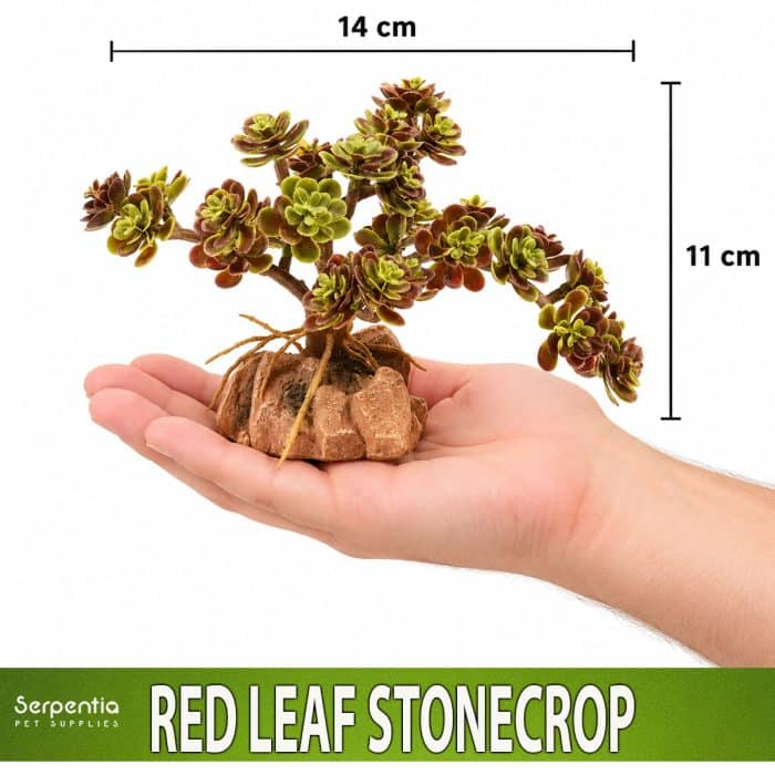 Zoo Med Desert Flora Red Leaf Stonecrop artificial plant shown in hand for scale, approximately 11cm high and 14cm wide