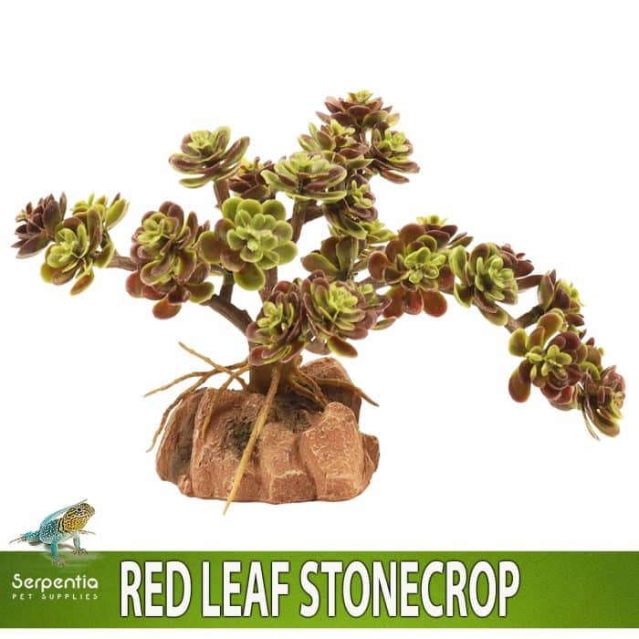 Zoo Med Naturalistic Desert Flora Red Lea Stonecrop artificial terrarium plant with realistic rock base
